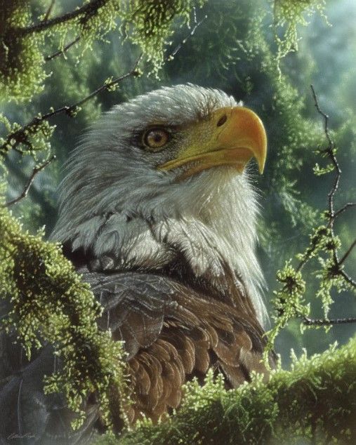 Classy Art Bald Eagle by Collin Bogle Wall Art-0