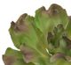 A & B Home Green/Brown Succulent Ruffle Pick-1