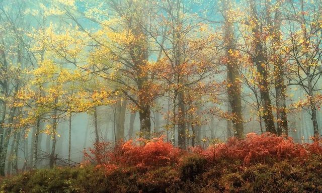 Classy Art Beeches in the Mist by Lars Van De Goor Wall Art-0