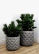 Le Present Pinus Green 28" Faux Botanical-3