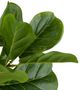 A & B Home Green Fiddle Leaf Branch-2