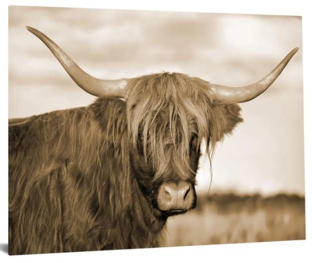 Classy Art Highland Cow 1 Wall Art-1