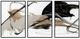 Classic Home Boss 3-Piece Painting by Buddy Whitlock Set-0