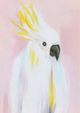 Stylecraft Tamara Day Cockatoo Against Soft Pastels Wall Art-1