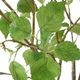 Uttermost® Nigra Clear/Green Birch Centerpiece-3