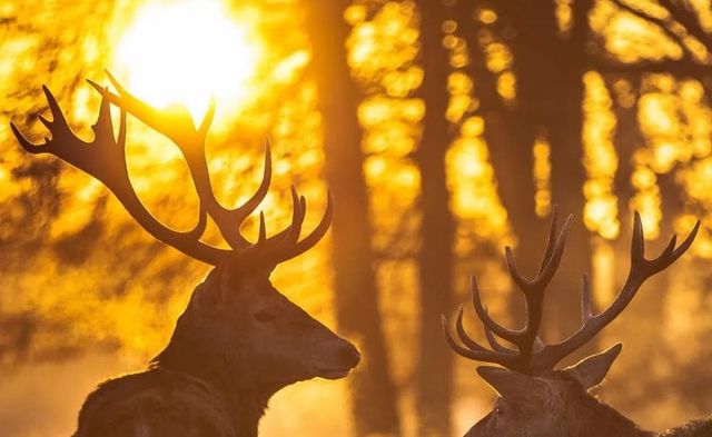 Classy Art Deer at Dusk Wall Art-2