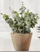 Giftcraft 2-Piece Brown/Green Assorted Succulent in Pot Set-1