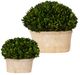 Uttermost® Preserved Boxwood 2-Piece Green Oval Domes Set-0