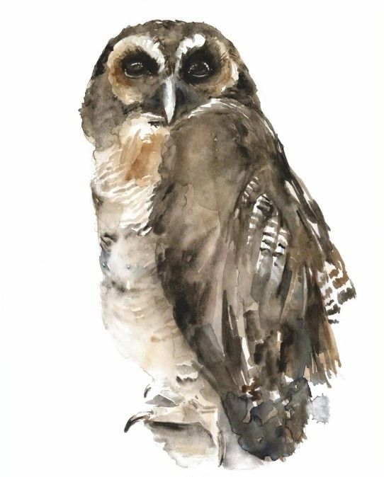 Classy Art Watercolor Owl I by Jennifer Paxton Parker Wall Art-1