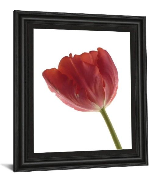 Classy Art Red Tulip by Art Photo Pro Wall Art-1