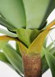 Le Present Green 47" Faux Botanical Agave Attenuata-1