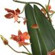 Uttermost® Dancing Green/Orange Orchid-4
