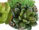 Monarch Specialties Inc. Assorted White 7" Tall Artificial Potted Succulent-4