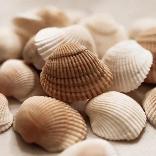 Classy Art Beach Treasures II by Natalie Carpentieri Wall Art-0