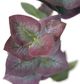 A & B Home Green Eucalyptus-1