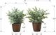 Monarch Specialties Inc. 2-piece 13" Artificial Plant with Brown Pot-2