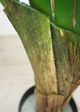 Le Present Ravenala Green 52" Faux Botanical-3