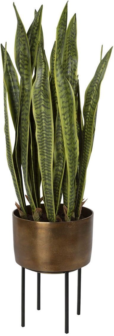 marginata indoor plant Dracaena Marginata Tree Houseplant with Planter - Large (2' to 3' tall) Cream Planter