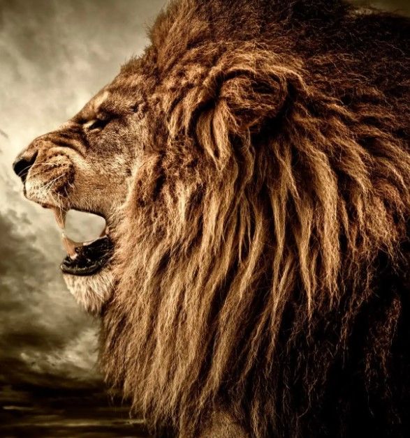 Classy Art Side Growl Wall Art-1