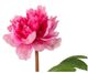 A & B Home Fuchsia Fabric Peony Stem-2