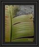 Classy Living Patricia Pinto Butterfly Palm Il Wall Art-0