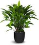Le Present Calathea Green 34" Faux Botanical Plant-0