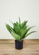 Le Present Agave Green 18" Faux Botanical-3