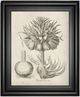 Classy Living Vision Studio Fresco Crown Imperial II Wall Art-0