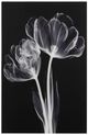 YHD Monochrome Bloom I Glass Art-0
