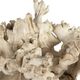 Uttermost® Elemental 2-Piece Bleached Root Indoor-Outdoor Sculpture Set-3
