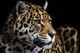 Crestview Collection Jag Black/Light Brown/White Wall Art-1