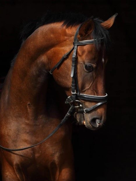 Classy Art Horse on Black by Mikhail Kondrashov Wall Art-0