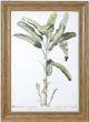 Stylecraft Banana Palm I Gray/Green Wall Art-0