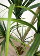 Le Present Dracaena Green Faux Botanical-2
