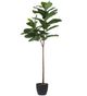 A & B Home Green 5' Artificial Fiddle-Leaf Fig Tree-0