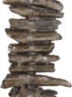 Uttermost by Billiy Moon Arisa Table Lamp-2