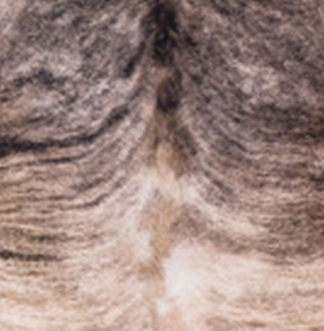 Signature Design by Ashley® Sportsmen Gray Medium Area Rug-4