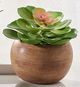 Giftcraft 3-Piece Brown/Green Assorted Potted Succulent Set-3