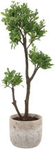 Uttermost® Arbor Aged Ivory Strawberry Tree-0