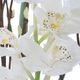 Uttermost® Eterna Orchid Aged Charcoal Centerpiece-5