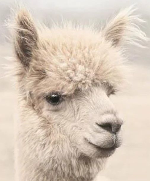 Classy Art Soft Alpaca I by Lori Deiter Beige Wall Art-1