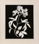 StyleCraft Nature White on Black Wall Art-1