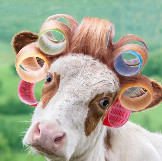 Classy Art Cow in Curlers by A.V. Art Wall Art-0