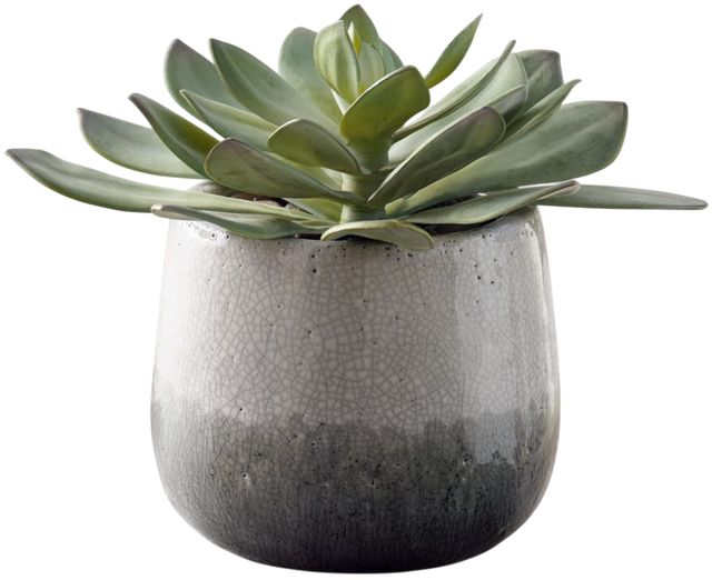 Uttermost® Dudleya Gray/Green Outdoor Succulent-0