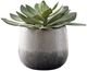 Uttermost® Dudleya Gray/Green Outdoor Succulent-0