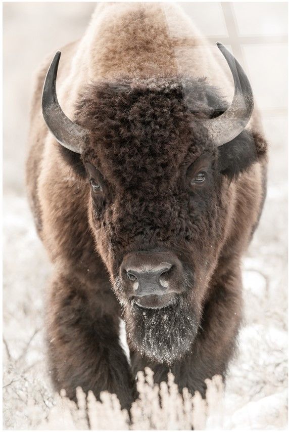 Classy Living Contemplative Wild Majesty Wall Art-0