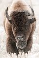 Classy Living Contemplative Wild Majesty Wall Art-0