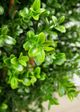 Le Present Green 27.5" Faux Botanical Boxwood Tree-1