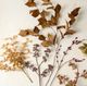 Magnolia Home by Joanna Gaines Mustard Silver Dollar Eucalyptus Stem-4