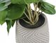 Monarch Specialties Inc. 2-Piece Grey 8" Tall Artificial Potted Alocasia-1